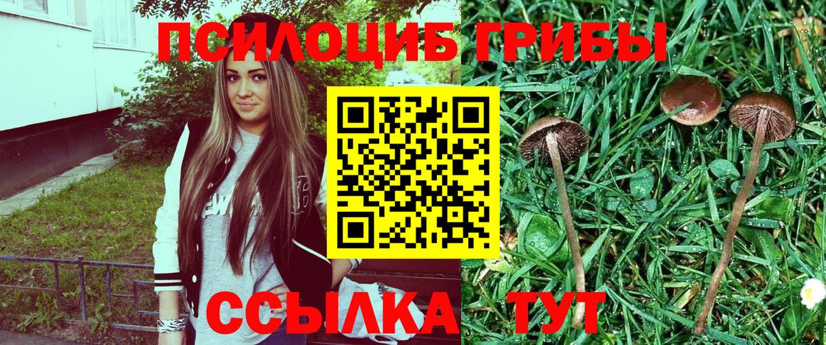 Галлюциногенные грибы Psilocybe Мыски